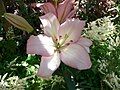 Lilium samur