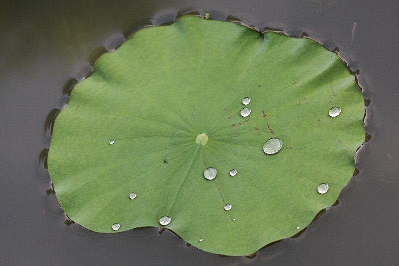 File:Lotus Leaf (5780807820).jpg