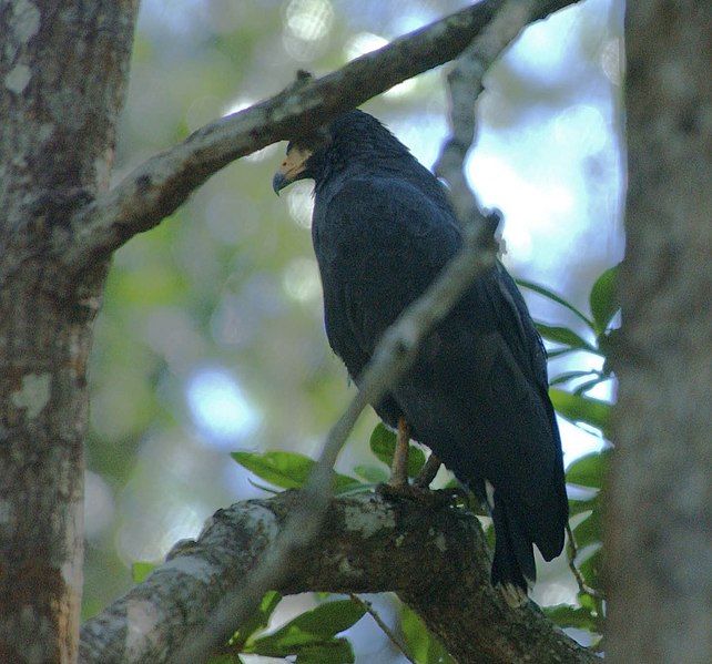 File:MANGROVE BLACKHAWK cropped.jpg