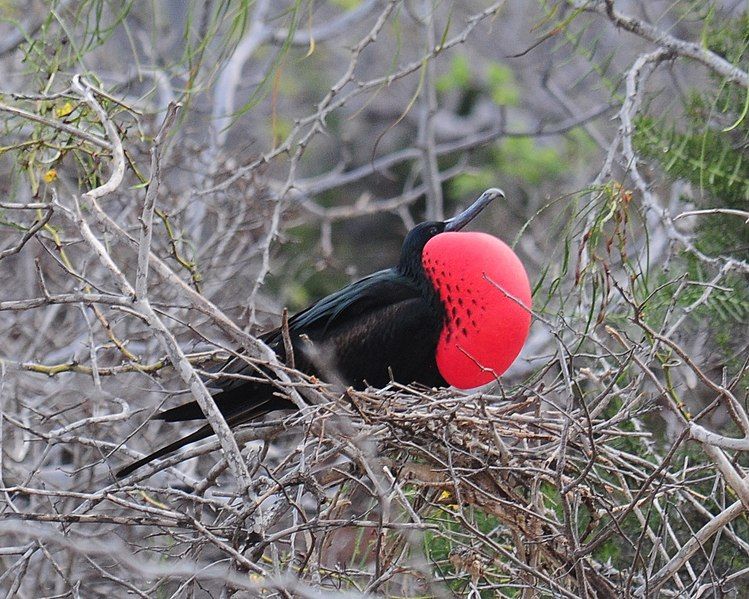 File:Magnificent Frigatebird (4884597923).jpg