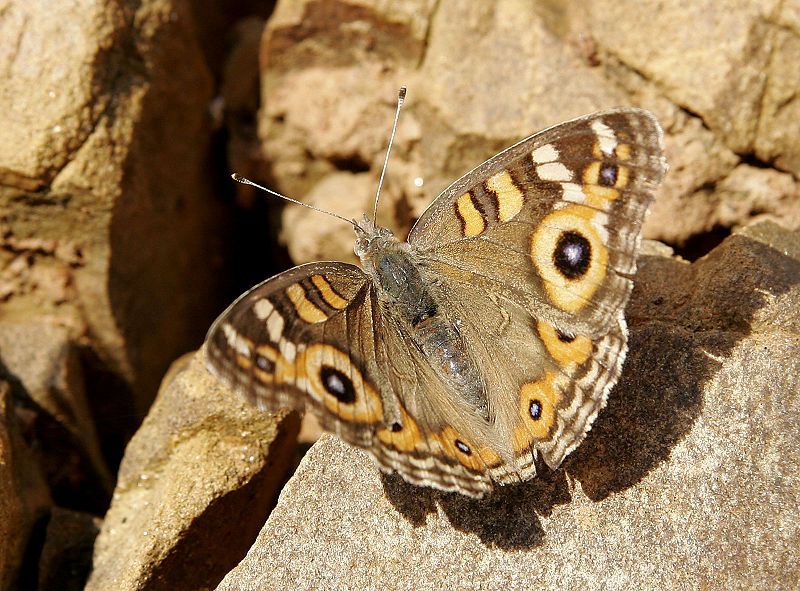 File:Meadow argus07.jpg