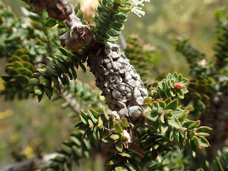 File:Melaleuca densa fruit.jpg