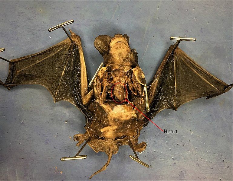 File:Microbat Heart2.jpg