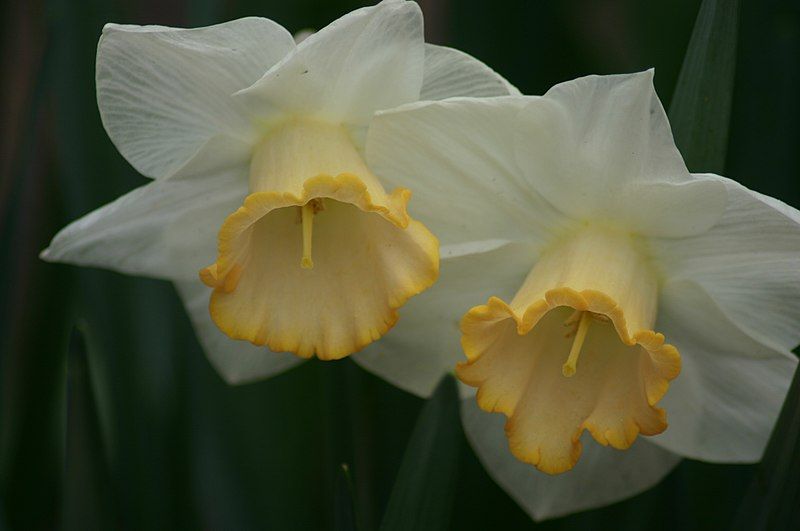 File:Narcissus Salome.jpg