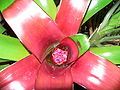 Neoregelia compacta