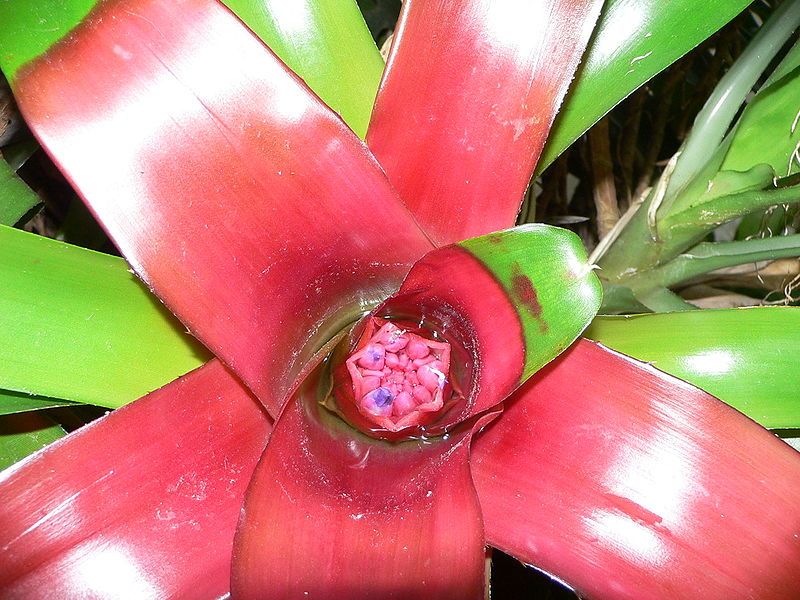 File:Neoregelia compacta1.jpg