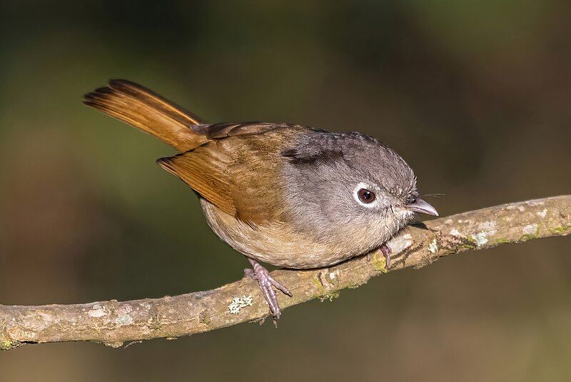 File:Nepal-Fulvetta cropped.jpg