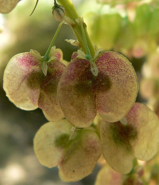 File:Nolina microcarpa pods.jpg