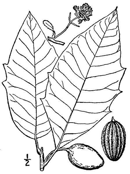 File:Nyssa aquatica-linedrawing2.jpg