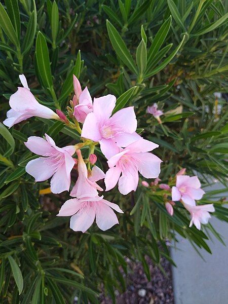 File:Oleander flowers 1.jpg