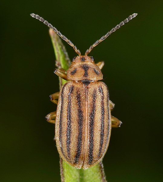 File:Ophraella sexvittata.jpg