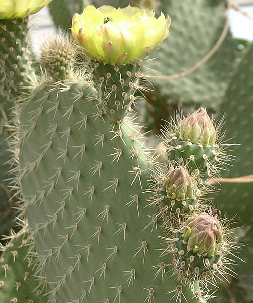 File:Opuntia leucotricha Bl.jpg