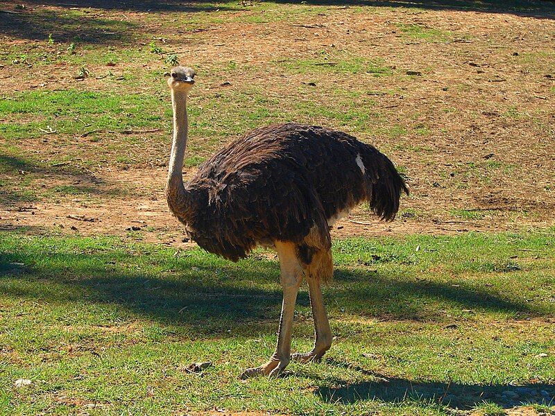 File:Ostrich in safari.jpg