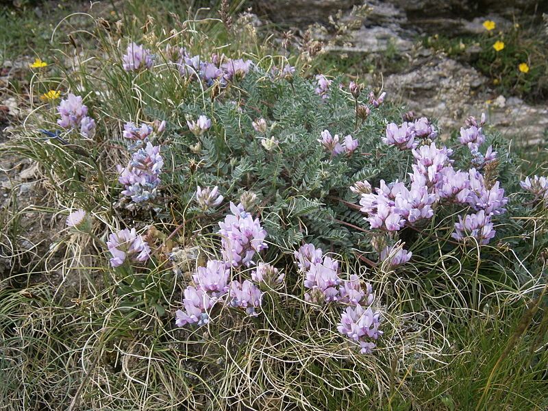 File:Oxytropis helvetica 01.JPG