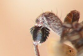 Characteristic mark of the species. Adult male and females, as well as all but the earliest instar juveniles, have heavy black brushing on their front legs