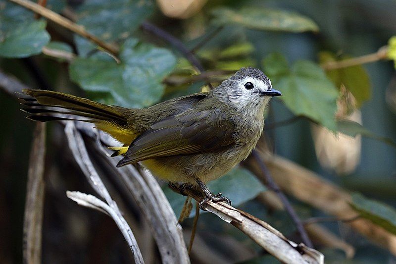 File:Pale-faced bulbul.jpg