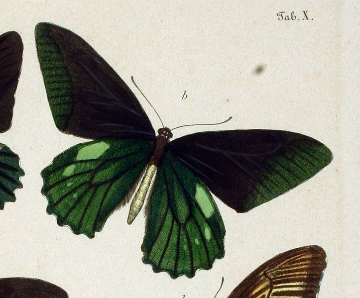 File:PapilioLatinus.jpg