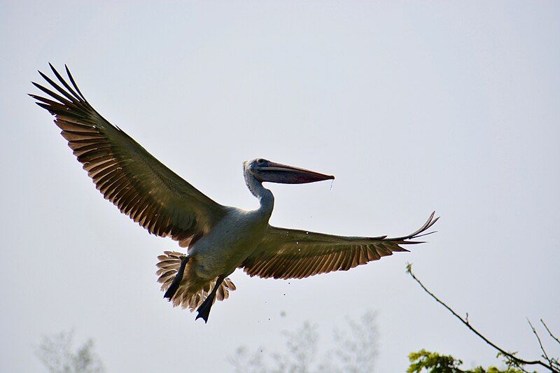 File:Pelican Ranganathittu.jpg