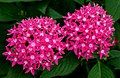 Pentas lanceolata 'Butterfly-Deep-Rose'