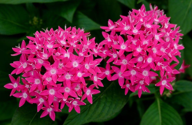 File:Pentas 'Butterfly-Deep-Rose'.jpg