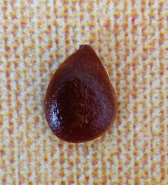 File:Persimmon fruit seed.jpg