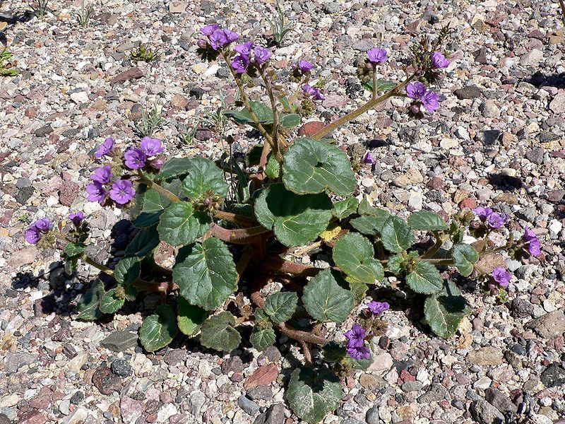 File:Phacelia calthifolia 3.jpg