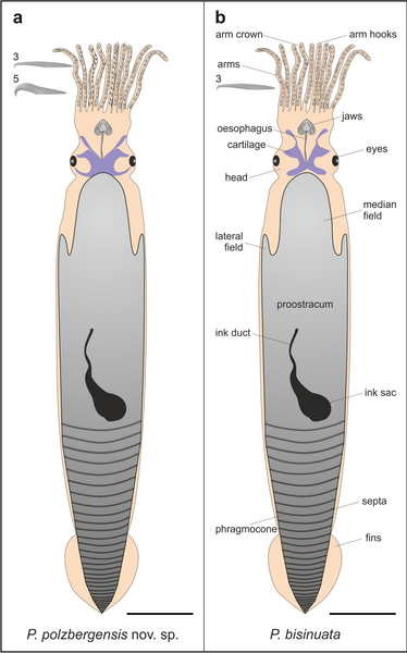 File:Phragmoteuthis reconstructions.png