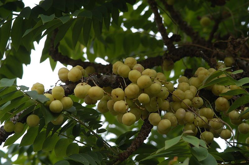 File:Phyllanthus acidus03.JPG