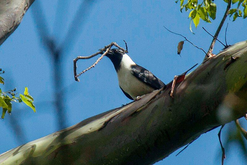 File:Piping Crow.jpg