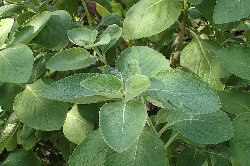 File:Plectranthus barbatus kz02.jpg