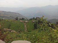 Potato farms during early monsoon