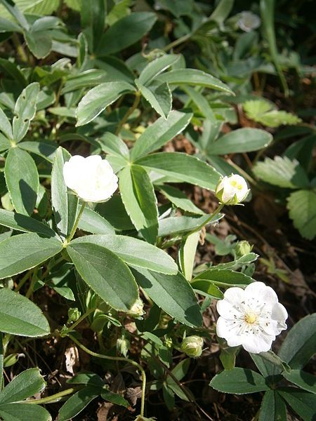 File:Potentilla alba 004.JPG