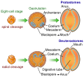 Image 21The bilaterian gut develops in two ways. In many protostomes, the blastopore develops into the mouth, while in deuterostomes it becomes the anus. (from Animal)