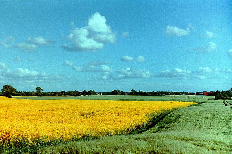 File:Rapsfeld bei Bredenbek.jpg