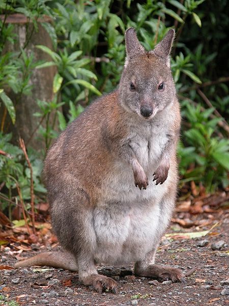 File:RedNeckedPademelon-front-800.jpg