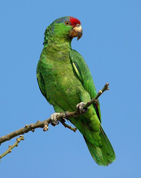 File:Red Crowned Amazon.jpg