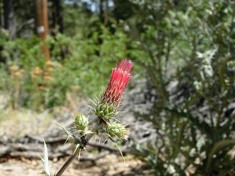 File:Red Thistle 1.JPG