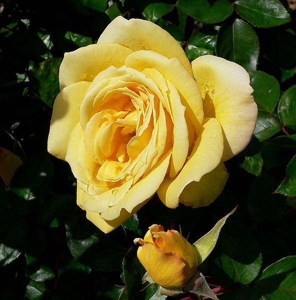 File:Rosa Oregold 1.jpg