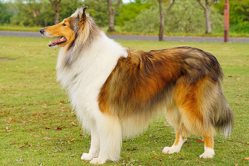 File:Rough-Collie-japan08 (cropped).jpg