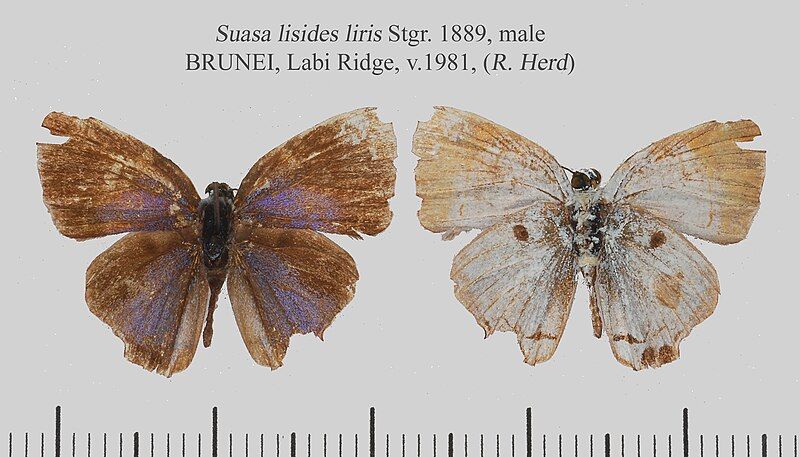 File:S lisides lirisMUpUnAC1.jpg