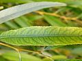 Leaf (Salix chrysocoma)