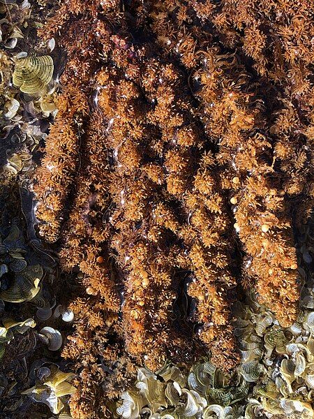 File:Sargassum polyphyllum.jpg