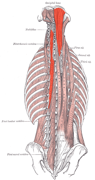 File:Semispinalis.png