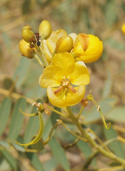 File:Senna pleurocarpa flowers.jpg