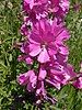 The flowering Sidalcea nelsoniana