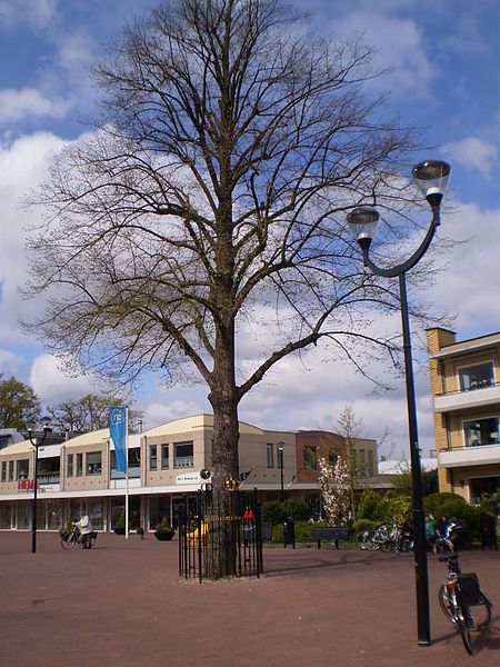 File:Soest Wilhelminalinde 8.JPG