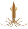 here is a squid