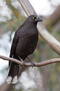 Black currawong, by JJ Harrison