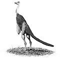 Struthiomimus (Edited)