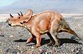 Tatankaceratops